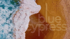 Lire la suite à propos de l’article Blue Cypress